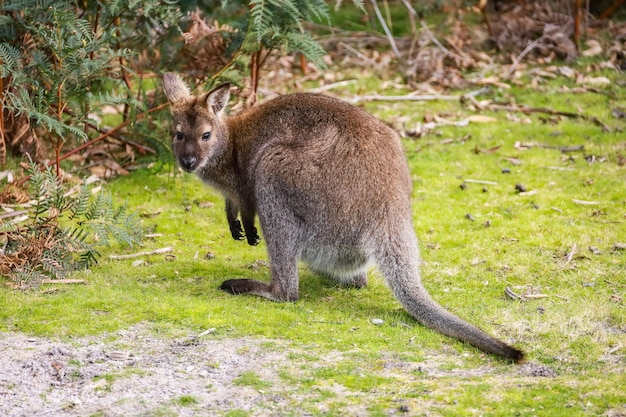 Foto wallaby no mato