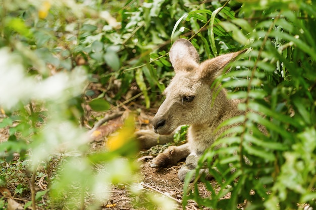 Wallaby relajante. Parque natural con canguro en día soleado. Singapur