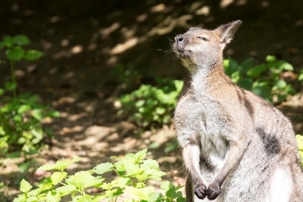 Wallaby sonnt sich in der Sonne