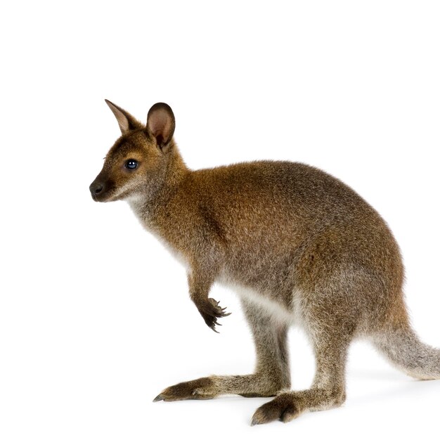 Foto wallaby vor einem weißen hintergrund