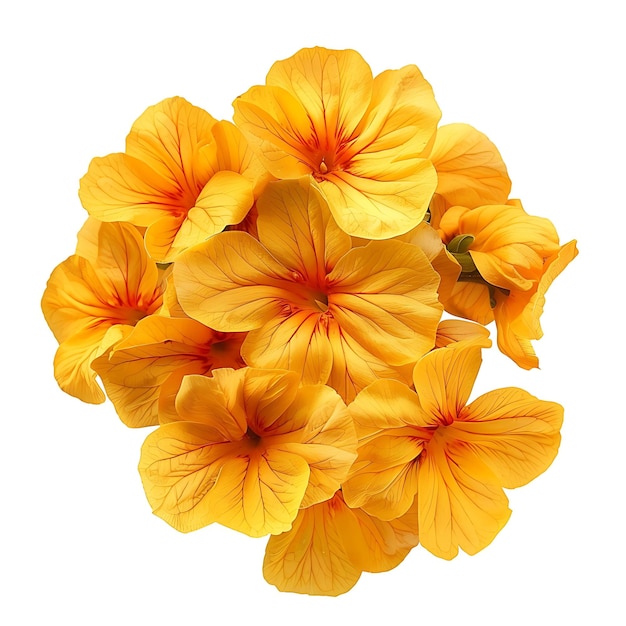 Wallflower com amarelo vibrante e cor fresca as flores um clipart isolado em branco BG Natural