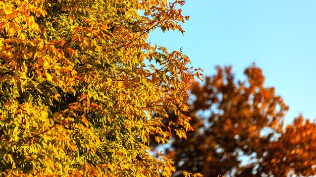 Wallpaper von Herbstlaub auf Ästen an einem warmen sonnigen Herbsttag mit geringer Schärfentiefe...