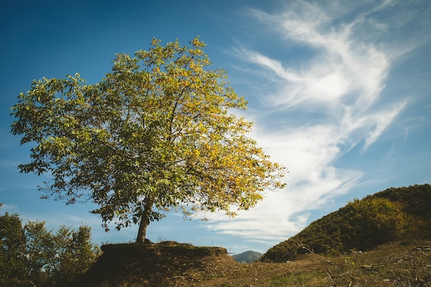 Walnussbaum auf dem Feld