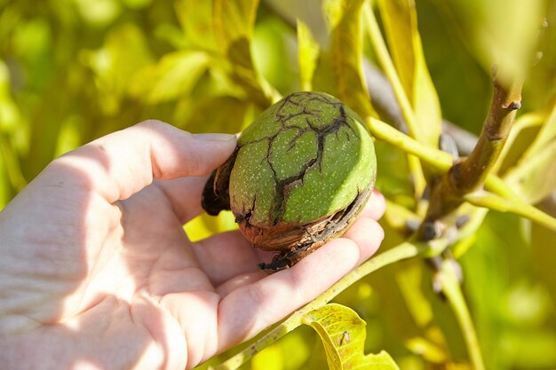 Walnussbaum und handernte Walnuss in grüner Fruchtwand