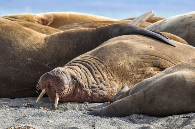 Foto walross ruht in einer gruppe von walrossen auf prins karls forland, spitzbergen