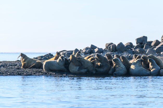 Foto walrossfamilie, die am ufer liegt. arktische landschaft.