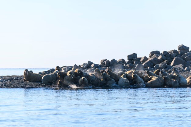 Walrossfamilie, die am Ufer liegt. Arktische Landschaft.