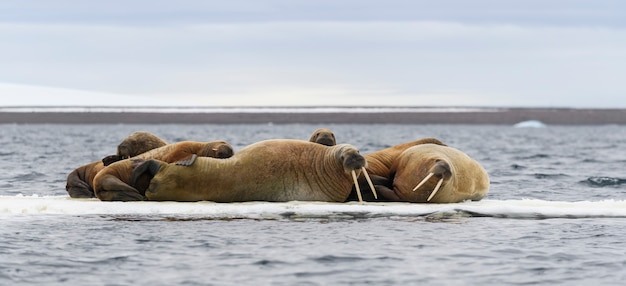 Walrossfamilie liegt auf der Eisscholle. Arktische Landschaft.