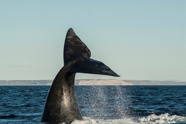 Walschwanz aus dem Wasser Halbinsel Valdes Patagonien Argentinien