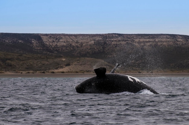Walspringen Halbinsel Valdés Patagonien Argentinien