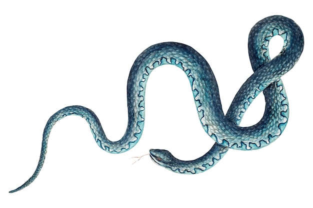 Wampum Serpiente pegatina png ilustración de animal vintage fondo transparente Remezclado por rawpixel