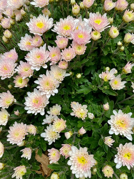 Wand aus Chrysanthemenblüten Hintergrund Dendranthemum grandiflora