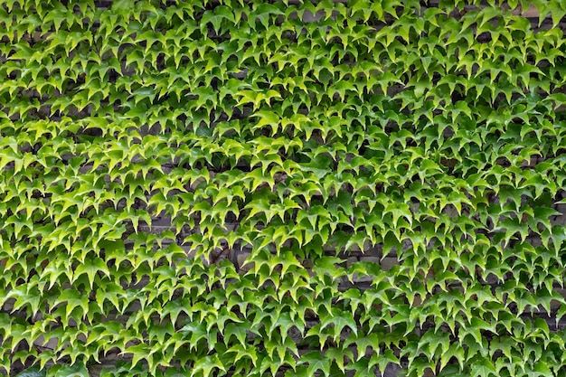 Wand aus grünen Blättern wilder Trauben