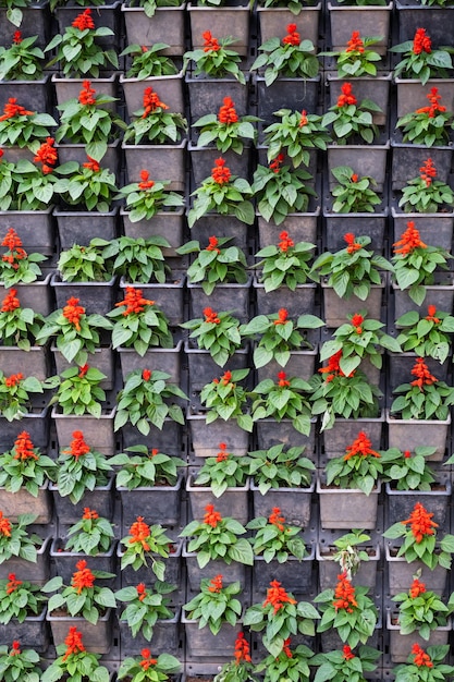 Wand aus Topfblumen Dekoration des Hauses durch Blumengartenkonzept