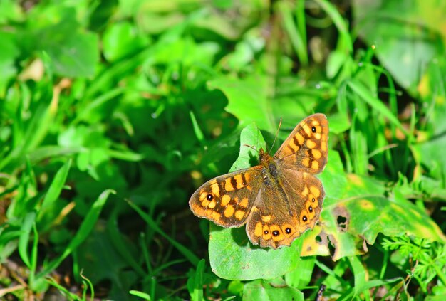 Wand brauner Schmetterling auf einem grünen Blatt