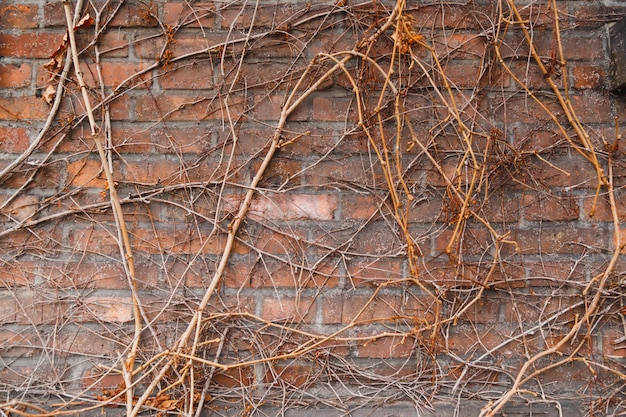 Wand des alten Backsteinbaus, überwältigt mit Reben und Efeu