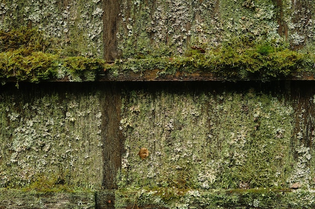 Wand eines alten Holzschuppen, der mit Schimmelmoos und Flechten bedeckt ist