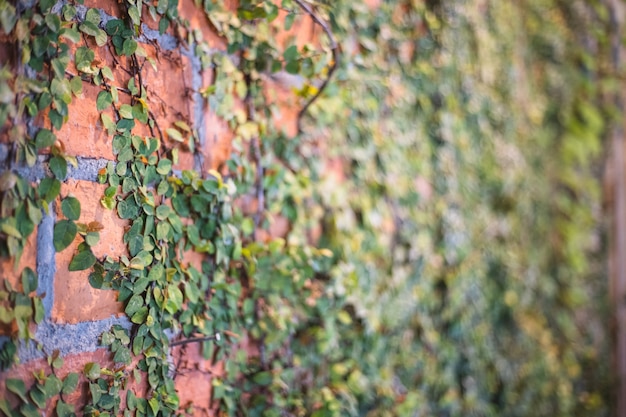 Wand hergestellt vom orange ziegelstein mit kriechpflanzen auf der wand, populärer weinlesearthintergrund mit kopienraum