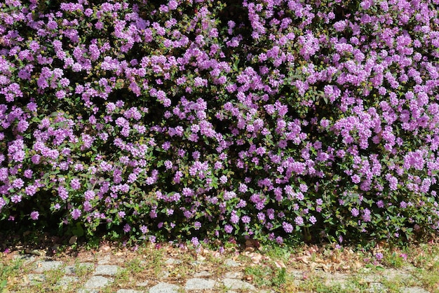 Foto wandblumen garten mediterraner pflanze blüte