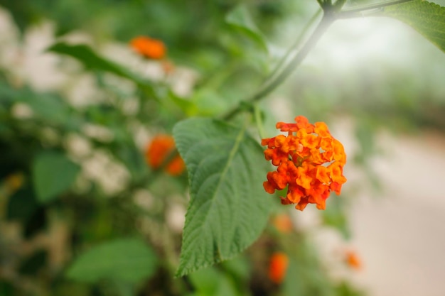 Wandelröschen im Garten