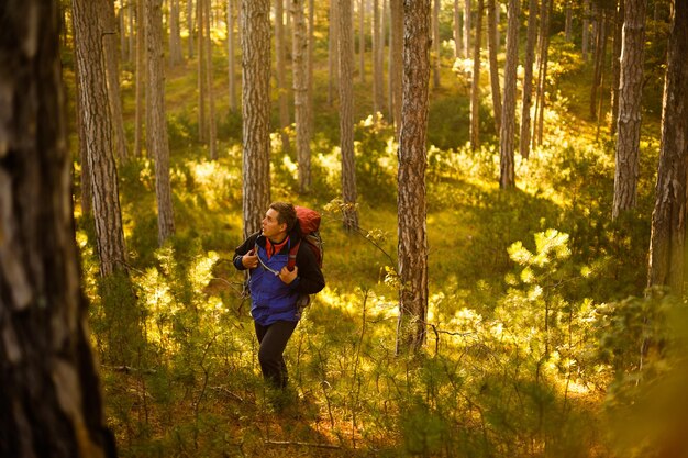 Wanderer geht in einem kieferngelben Herbstwald spazieren Rucksacktourist genießt goldene Herbstlandschaft