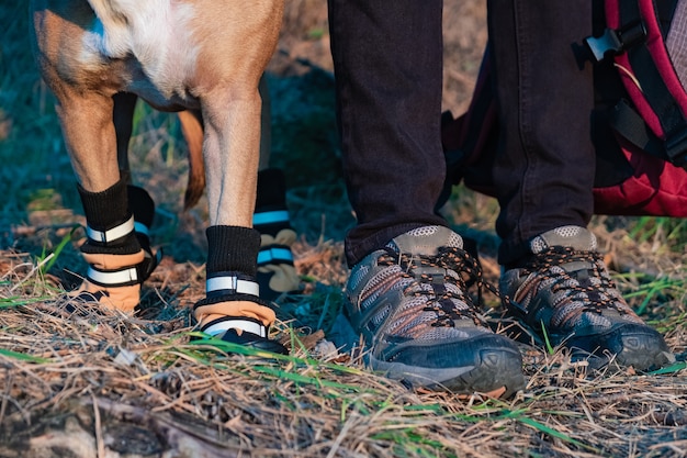 Wanderer und Hund in Wanderschuhen stehen nebeneinander im Wald. Beine und Pfoten des Hundes in Wanderschuhen und männlicher Person, die Rucksack hält, dargestellt in der Abendsonne