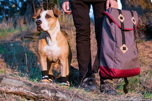 Wanderer und Hund in Wanderschuhen stehen nebeneinander im Wald. Hund in Wanderschuhen und männlicher Person, die Rucksack in der Abendsonne abgebildet hält