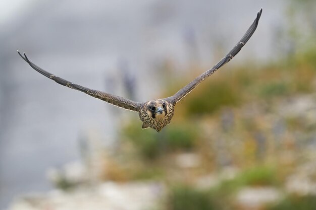 Wanderfalke Falco peregrinus Juvenile