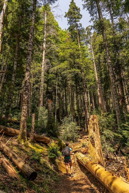 Wanderfrau, die im Wald im Nationalpark Ordesa und Monte Perdido spazieren geht