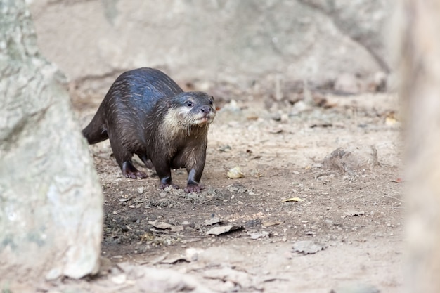 Wandern des Otters