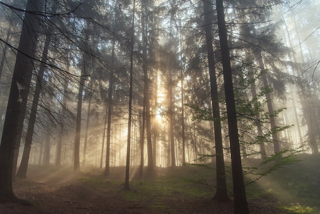 Wandern im Kiefernherbstwald in Tschechien Sonnenschein strahlt Strahlen bei Sonnenaufgang durch den Nebel unter