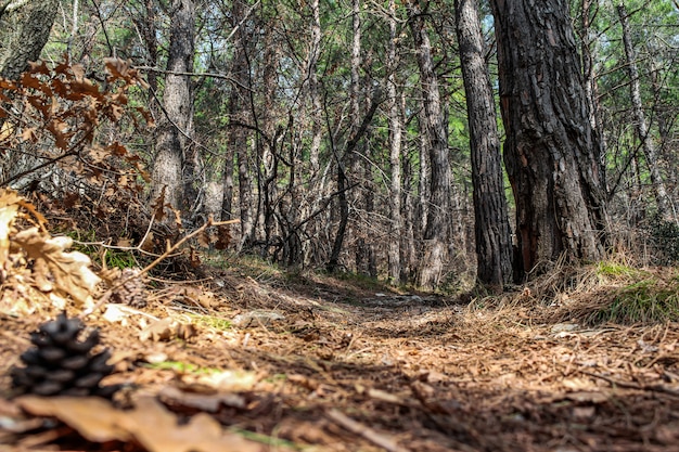 Wandern in den Bergen durch den Wald in diesem Frühjahr