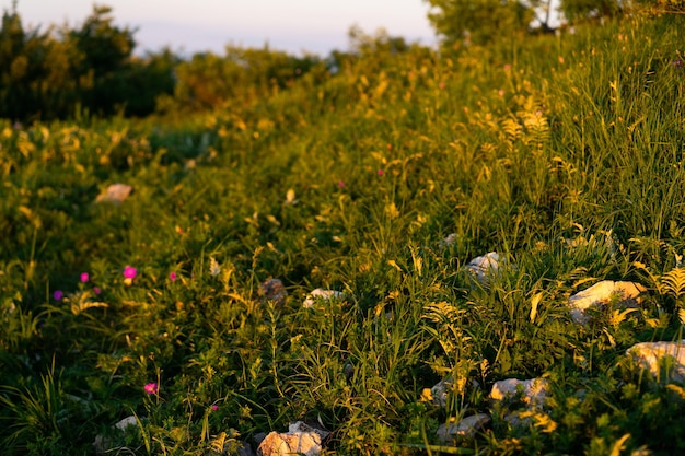 Wandern Sie durch die Almwiesen voller Wildblumen