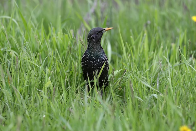 Foto wandernder star