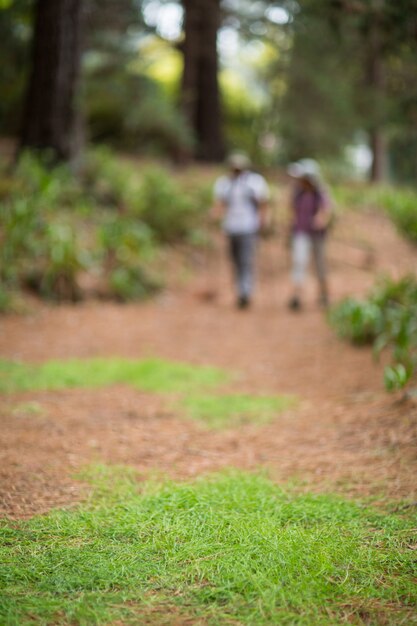 Wanderpaar, das im Wald wandert