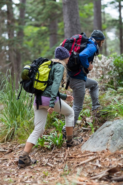 Wanderpaar, das im Wald wandert