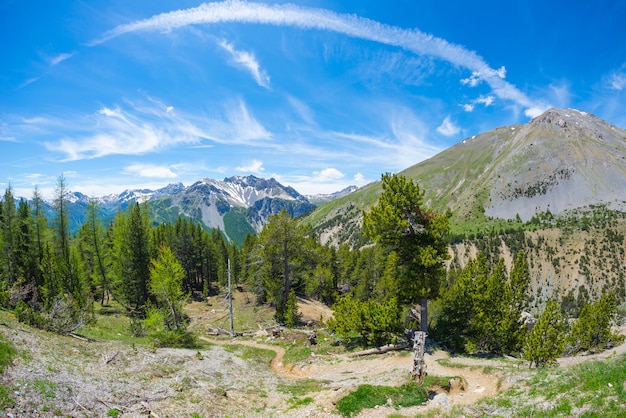 Wanderweg, der Nadelbaumwald der großen Höhe mit schneebedecktem Berg kreuzt. Queyras Regional Park, Col d'Izoard, Französische Alpen.