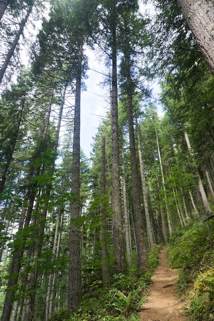 Wanderweg durch einen grünen Wald