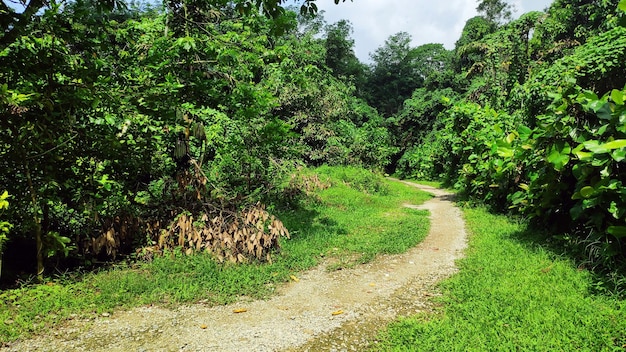 Wanderweg im natürlichen umgekehrten Park