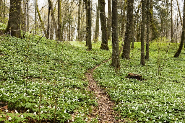 Wanderweg im üppigen und grünen Wald