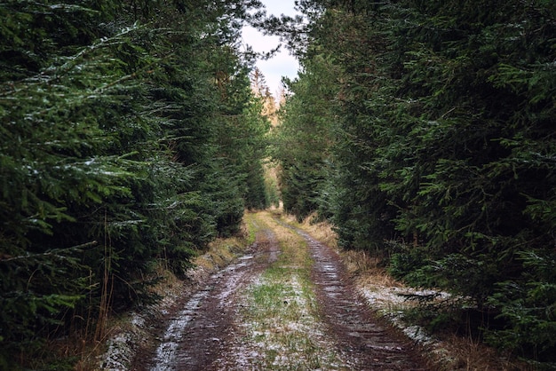 Wanderweg im Wald Waldweg