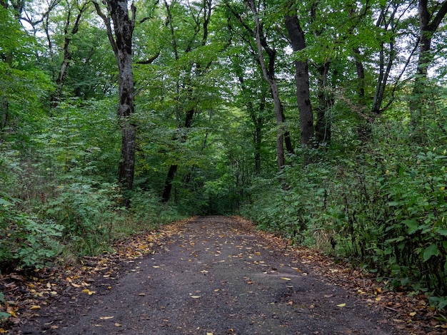 Wanderweg im Wald