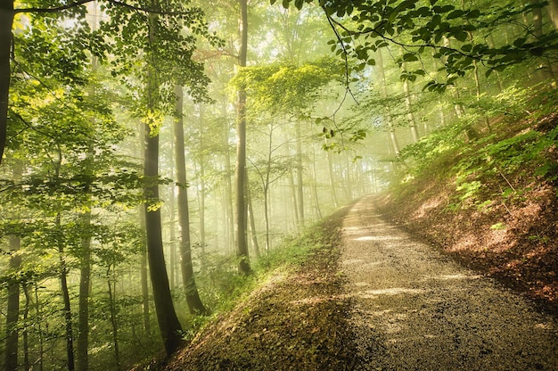 Wanderweg im Wald