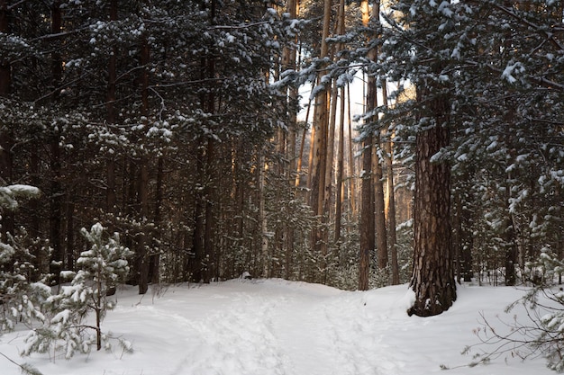 Wanderweg im Winterwald