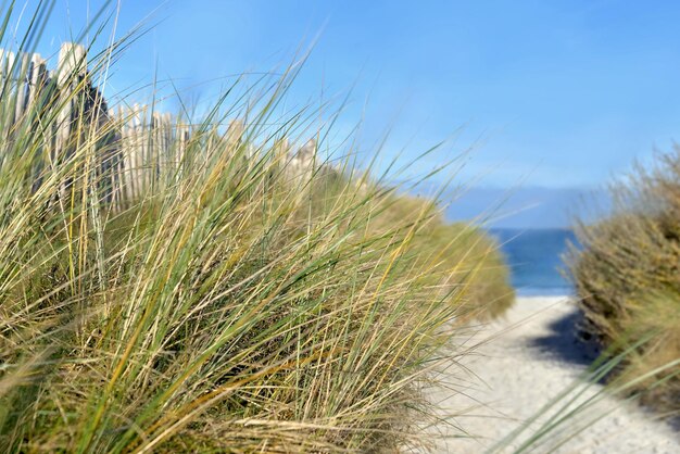 Wanderweg in den sandigen und grasbewachsenen Dünen, die von Holzgence am Meer im Finistere in der Bretagne gesäumt sind