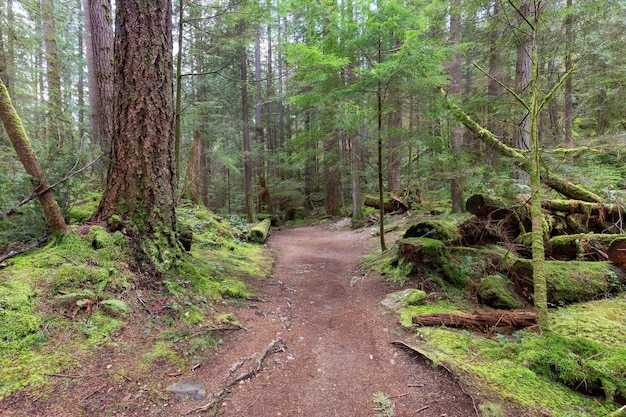 Wanderweg in einem lebendigen Wald mit grünen Bäumen