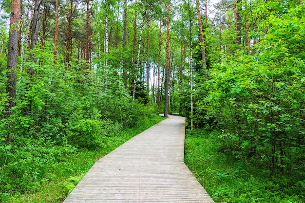 Wanderweg mit Holzsteg, der zum Wald führt.