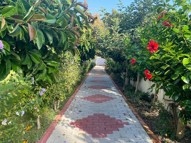 Wanderweg-Tunnel aus wunderschönen natürlichen Pflanzen, Büschen und Blumen in einem Hotel im Urlaub