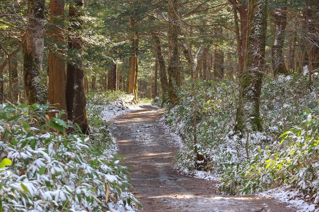 Wanderweg, umgeben von natürlichem, schneebedeckten Wald.