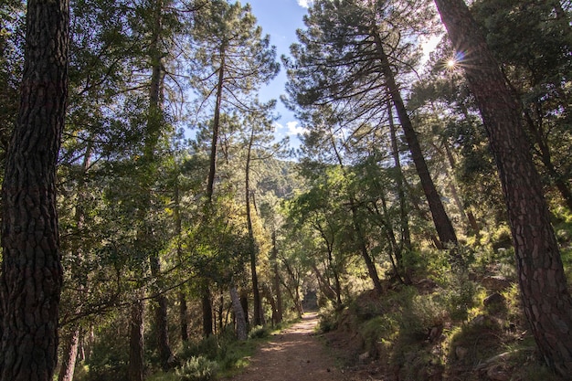 Wanderwege mit herrlichem Blick auf die Sierra De Cazorla Spanien Naturtourismuskonzept